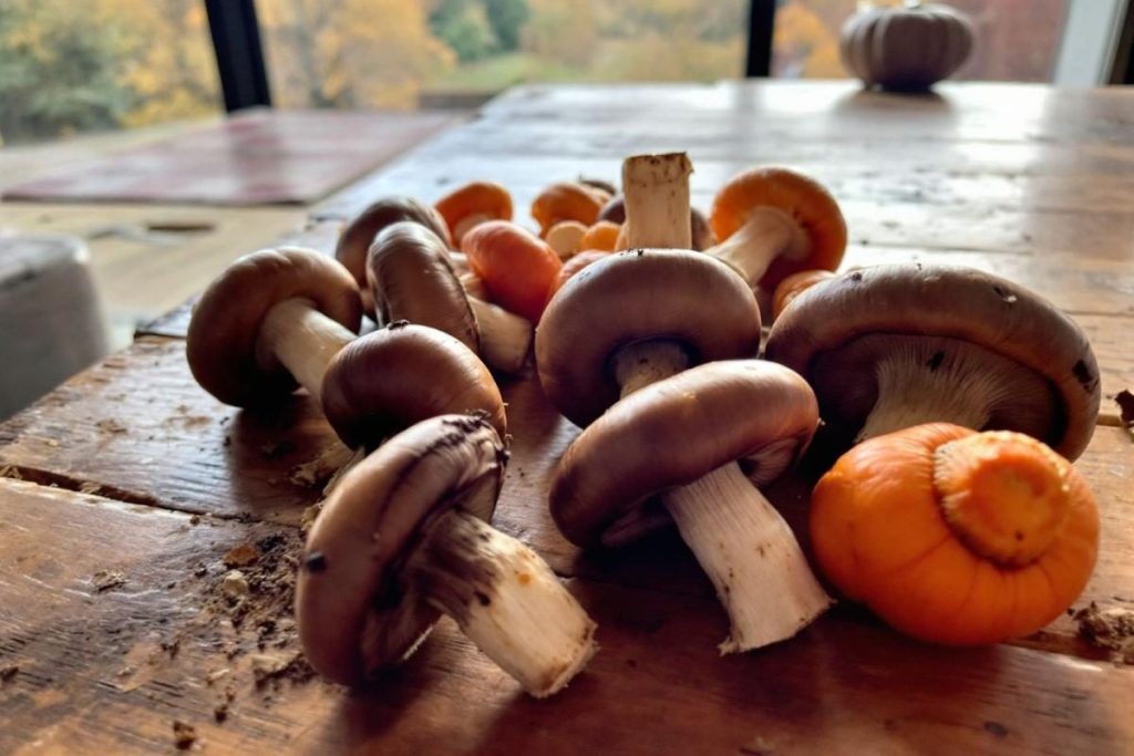 Ces champignons farcis d’automne cachent un secret : parfaits pour les soirées fraîches